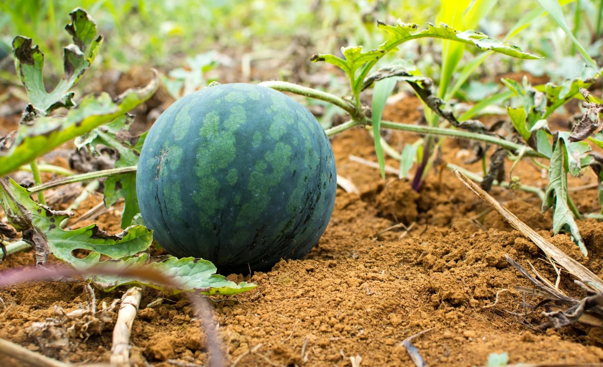 Watermelon Farm
